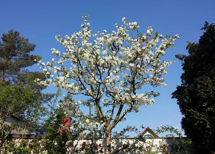 Bismarckshöhe Clara Lägenhet Heringsdorf (Usedom)